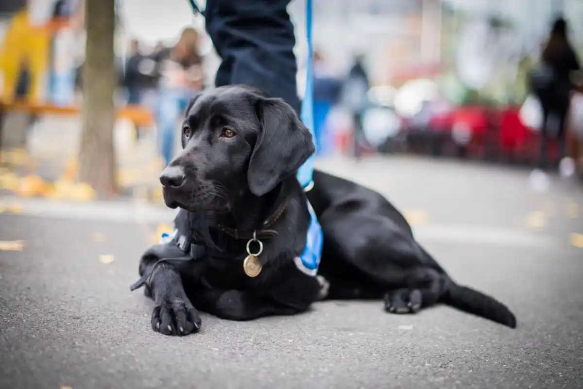 How HOAs Can Establish Effective Pet Policies Arizona HOA Laws for